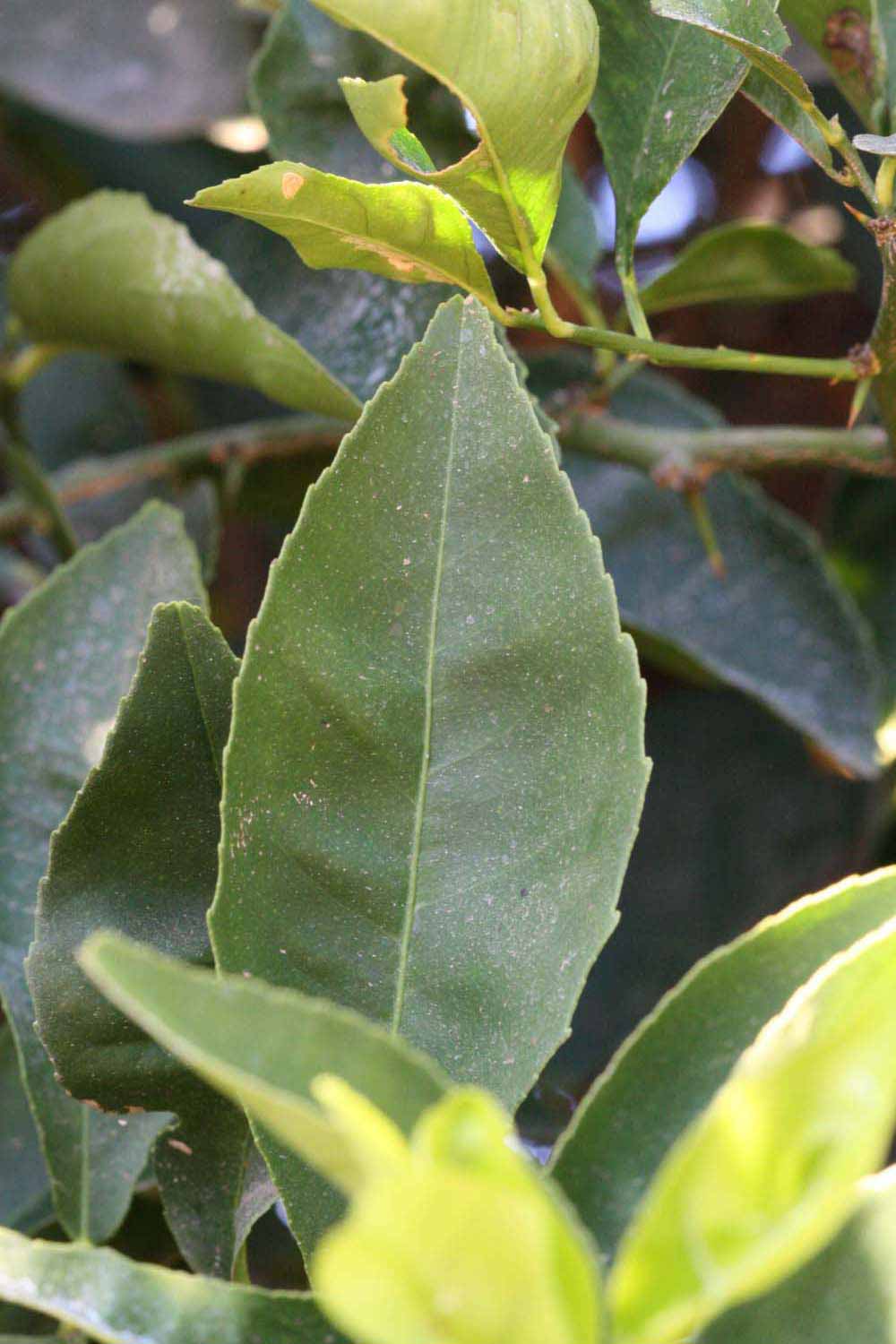              Margin (Riverside, CA)       